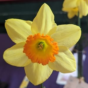 Meet your Posher, Gilbert